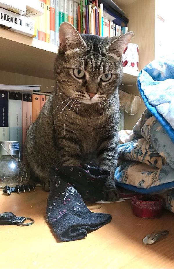 Marina, bella micia tricolore Foto 7